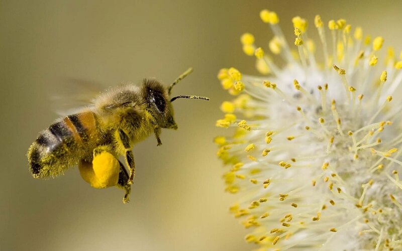 Con ong số mấy? Ngủ mơ thấy con ong đánh số mấy? 6