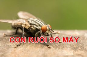 Con ruồi số mấy? Mơ thấy ruồi là điềm báo gì?