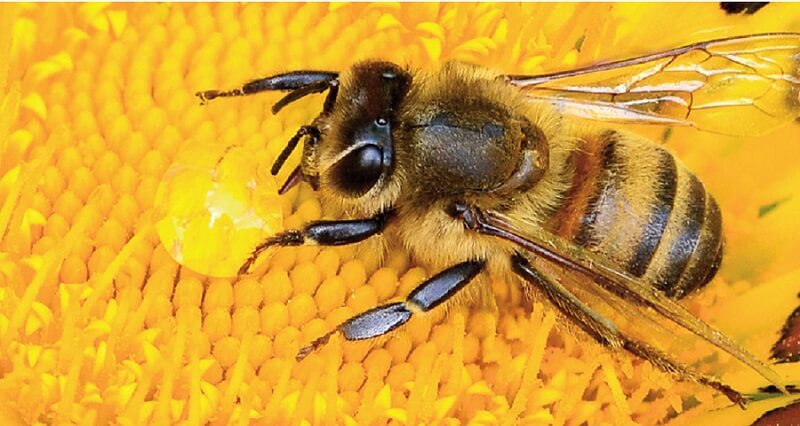 Con ong số mấy? Ngủ mơ thấy con ong đánh số mấy? 1