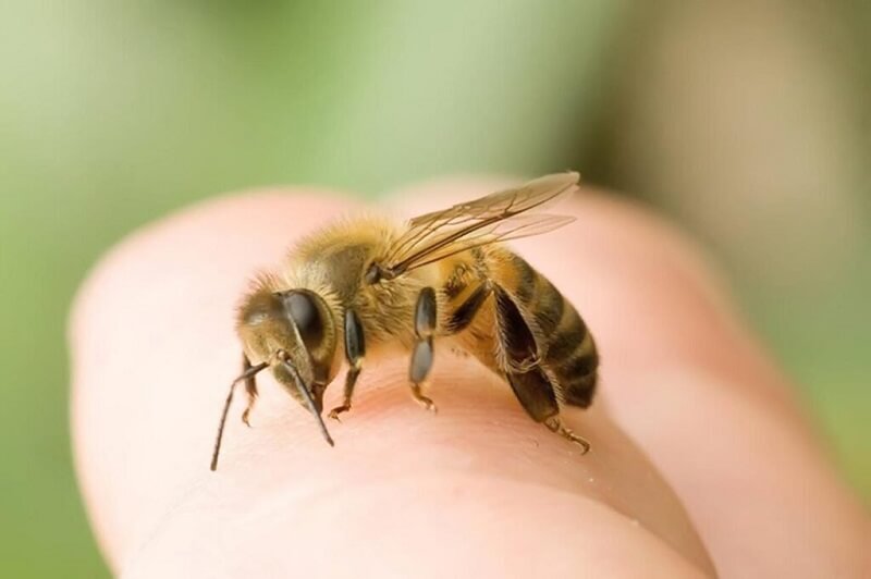 Con ong số mấy? Ngủ mơ thấy con ong đánh số mấy? 5