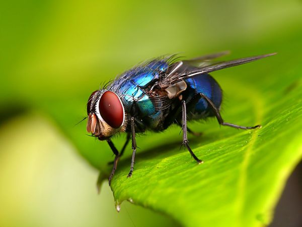 Mơ thấy ruồi là điềm báo tốt hay xấu?