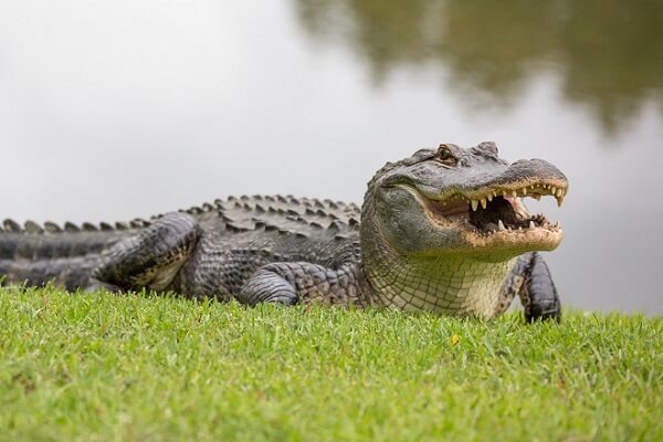 Mơ thấy cá sấu mang theo điềm báo gì?