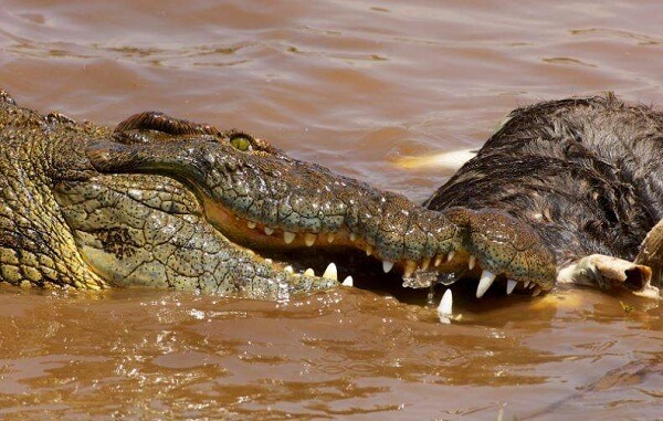 Mộng cá sấu ăn thịt người