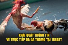 Xem đá gà thomo trực tiếp 188bet – Cược thả ga, thắng lớn