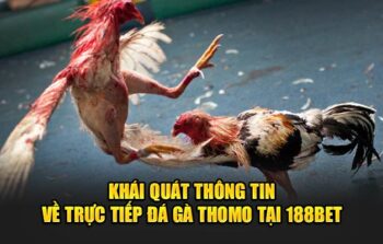 Xem đá gà thomo trực tiếp 188bet – Cược thả ga, thắng lớn