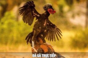 Đá Gà Trực Tiếp – Trải Nghiệm Qua Mỗi Pha Đấu Đầy Kịch Tính