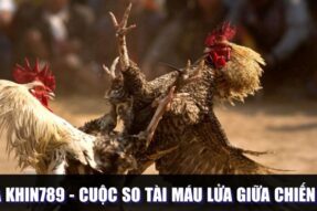 Đá Gà Khin789 – Cuộc So Tài Máu Lửa Giữa Các Chiến Binh Mạnh