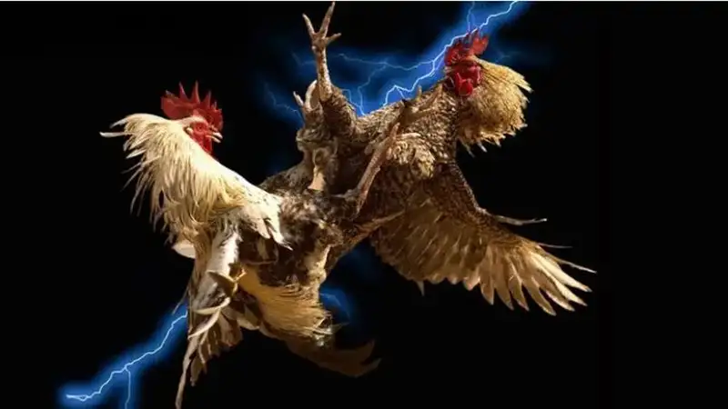 Giải đá gà cuối tuần ở 78win, kèo hiếm xuất hiện chỉ 1 lần