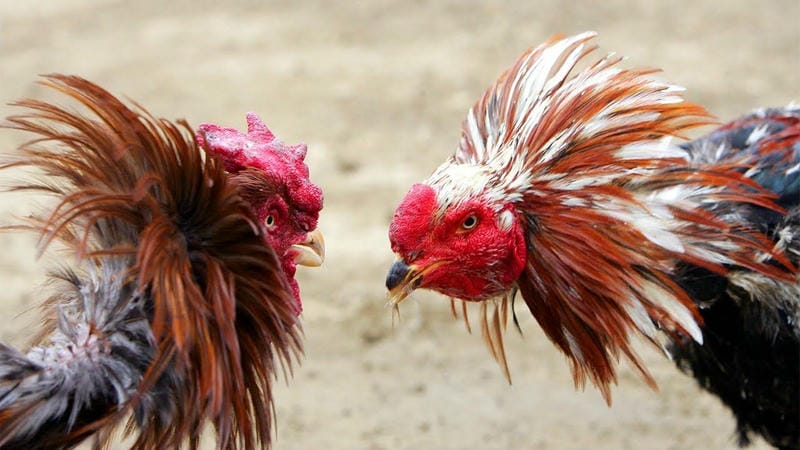 Sân đấu gà truyền thống tại Chợ Lách, Bến Tre, nơi văn hóa đá gà lên ngôi.