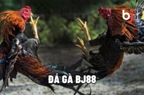 Bj88 đá gà – Trải ngiệm đá gà trực tiếp kịch tính hấp dẫn