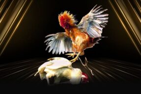 Đá gà lk68 trực tuyến – thử vận may, săn phần thưởng lớn