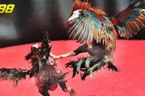 Đá gà EV88 – Trải nghiệm cá cược sống động và chuẩn HD