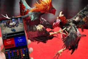 Cách đặt cược đá gà chuẩn xác thắng nhanh tại đá gà BIN88