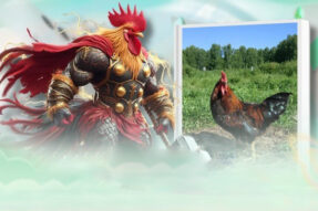 Trải nghiệm đá gà KONG88 với hình thức cược đa dạng